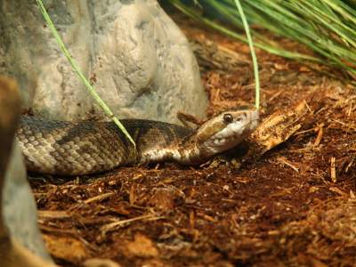 [The tan and brown patterned snake has one eye facing the camera as it sits beside a large rock.]